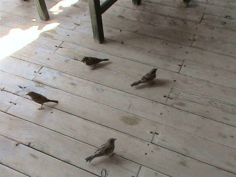 DSC00089